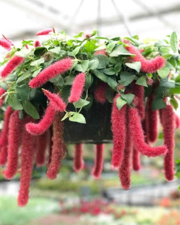 Chenille Plant