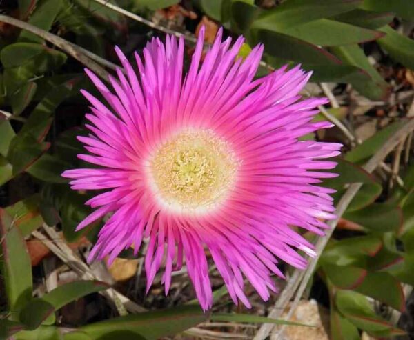 Ice Plant