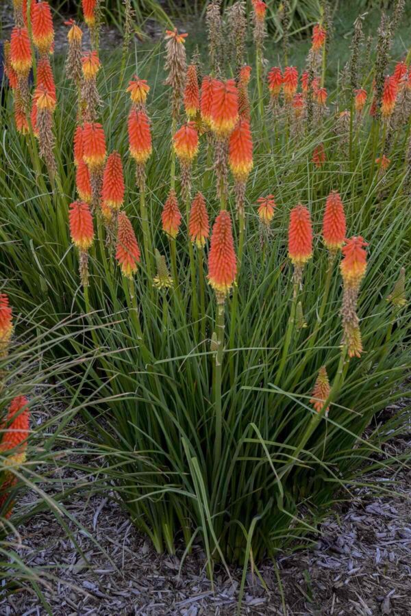 Red Hot Poker Plant