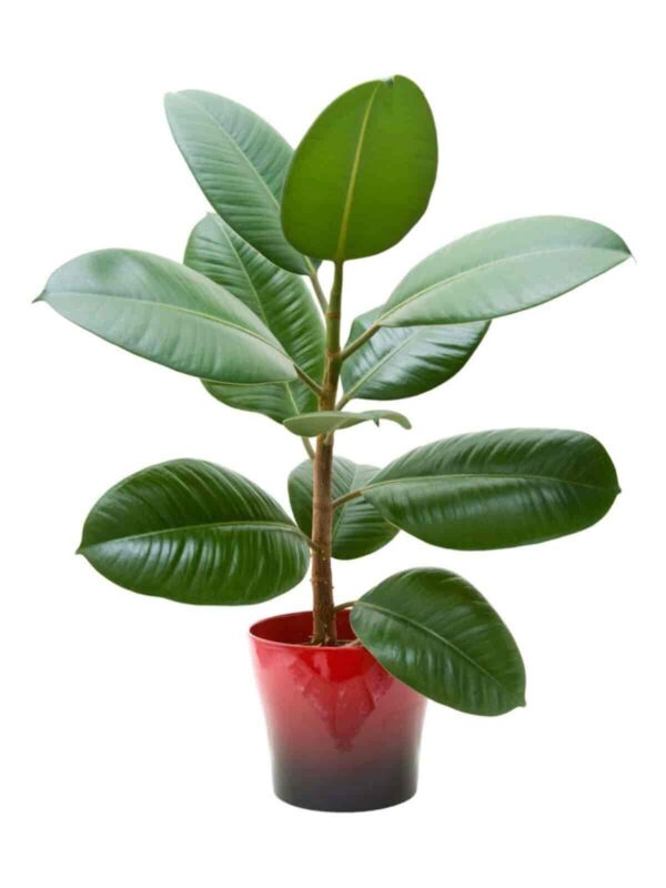 Rubber Plants