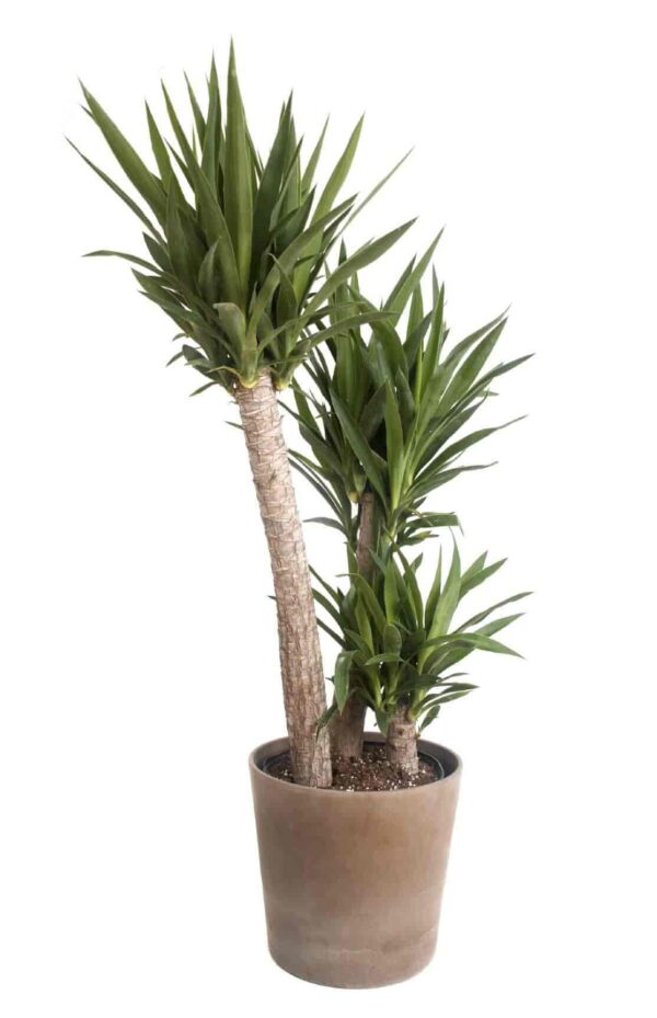 yucca Cane Plant